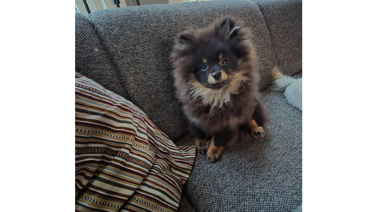 Pomeranian Pup